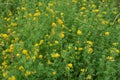 Blossoms of alfalfa sickle Medicago falcata