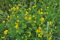 Blossoms of alfalfa sickle Medicago falcata