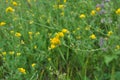 Blossoms of alfalfa sickle Medicago falcata