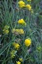 Blossoms of alfalfa sickle (Medicago falcata