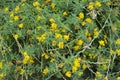 Blossoms of alfalfa sickle (Medicago falcata