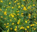 Blossoms of alfalfa sickle (Medicago falcata