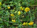 Blossoms of alfalfa sickle (Medicago falcata