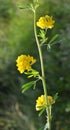 Blossoms of alfalfa yellow sickle Medicago falcata