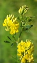 Blossoms of alfalfa yellow sickle Medicago falcata