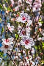 Blossoms of an almond tree (Prunus amygdalus, Prunus dulcis) Royalty Free Stock Photo