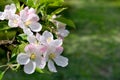 Blossoms apple tree