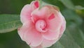 Blossoms Of April Dawn Blush. Camellia Japonica Pink Evergreen Shrub With Beautiful White And Yellow Flowers. Close up. Royalty Free Stock Photo