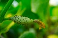 Blossoms attached to young cucumber Royalty Free Stock Photo