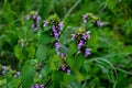 Blossoms of Ballota nigra, the black horehound