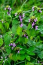 Blossoms of Ballota nigra, the black horehound