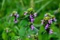 Blossoms of Ballota nigra, the black horehound