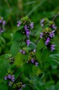 Blossoms of Ballota nigra, the black horehound