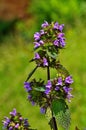 Blossoms of Ballota nigra, the black horehound