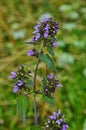 Blossoms of Ballota nigra, the black horehound