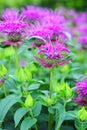 Blossoms of beebalm (monarda) Royalty Free Stock Photo