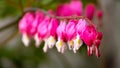 Blossoms of bleeding heart flowers Royalty Free Stock Photo