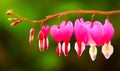 Blossoms of bleeding heart flowers Royalty Free Stock Photo