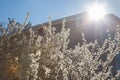 Blossoms on a blooming tree during spring with buildings in background.