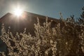 Blossoms on a blooming tree during spring with buildings in background. Blossoms happen at spring during pollinisation of fruits