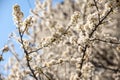 Blossoms on a blooming tree with white flowers during spring with blue sky in background.