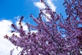 Blossoms of a blossoming tree on a blue sky background