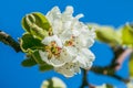 Blossoms on the branch of the apple tree in spring Royalty Free Stock Photo