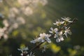 Blossoms on branch of cherry tree. Sign of spring Royalty Free Stock Photo