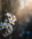 Blossoms on branch of cherry tree. Sign of spring Royalty Free Stock Photo