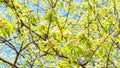 Blossoms and buds of apple tree on sunny day