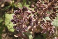 Blossoms of the butterbur Petasites hybridus. Royalty Free Stock Photo