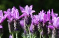 Blossoms of the butterfly lavender Royalty Free Stock Photo