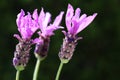 Blossoms of the butterfly lavender