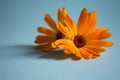 Blossoms of calendulas (Calendula officinalis) Royalty Free Stock Photo