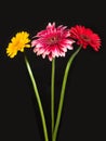 Blossoms of colorful Gerbera flowers in various colors Royalty Free Stock Photo