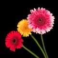 Blossoms of colorful Gerbera flowers in various colors Royalty Free Stock Photo