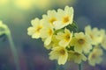 Blossoms of common cowslip flowers