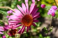 Blossoms of pink coneflowers echinacea Royalty Free Stock Photo