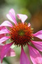 Blossoms of a pink coneflowers echinacea Royalty Free Stock Photo