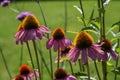 Blossoms of pink coneflowers echinacea Royalty Free Stock Photo