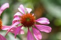 Blossoms of pink coneflowers echinacea Royalty Free Stock Photo