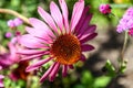 Blossoms of pink coneflowers echinacea Royalty Free Stock Photo