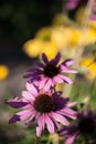 Blossoms of coneflowers echinacea in pink, yellow and orange Royalty Free Stock Photo