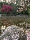 Blossoms cover a pond in spring Royalty Free Stock Photo
