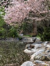 Blossoms cover a pond in spring Royalty Free Stock Photo