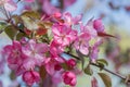 Blossoms of a crab apple tree