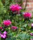 Blossoms of crimson beebalm.