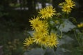 Blossoms of a cup plant Silphium perfoliatum Royalty Free Stock Photo