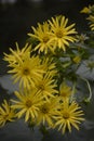 Blossoms of a cup plant Silphium perfoliatum Royalty Free Stock Photo