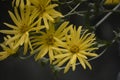 Blossoms of a cup plant Silphium perfoliatum